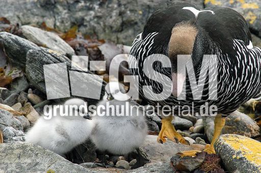 Kelpgans (6 von 8).jpg